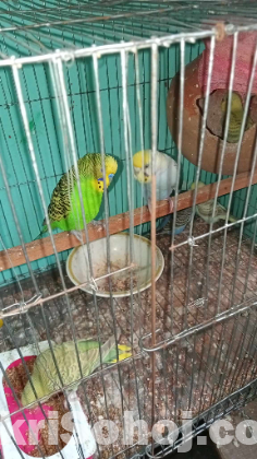 Rainbow Budgerigar Bird